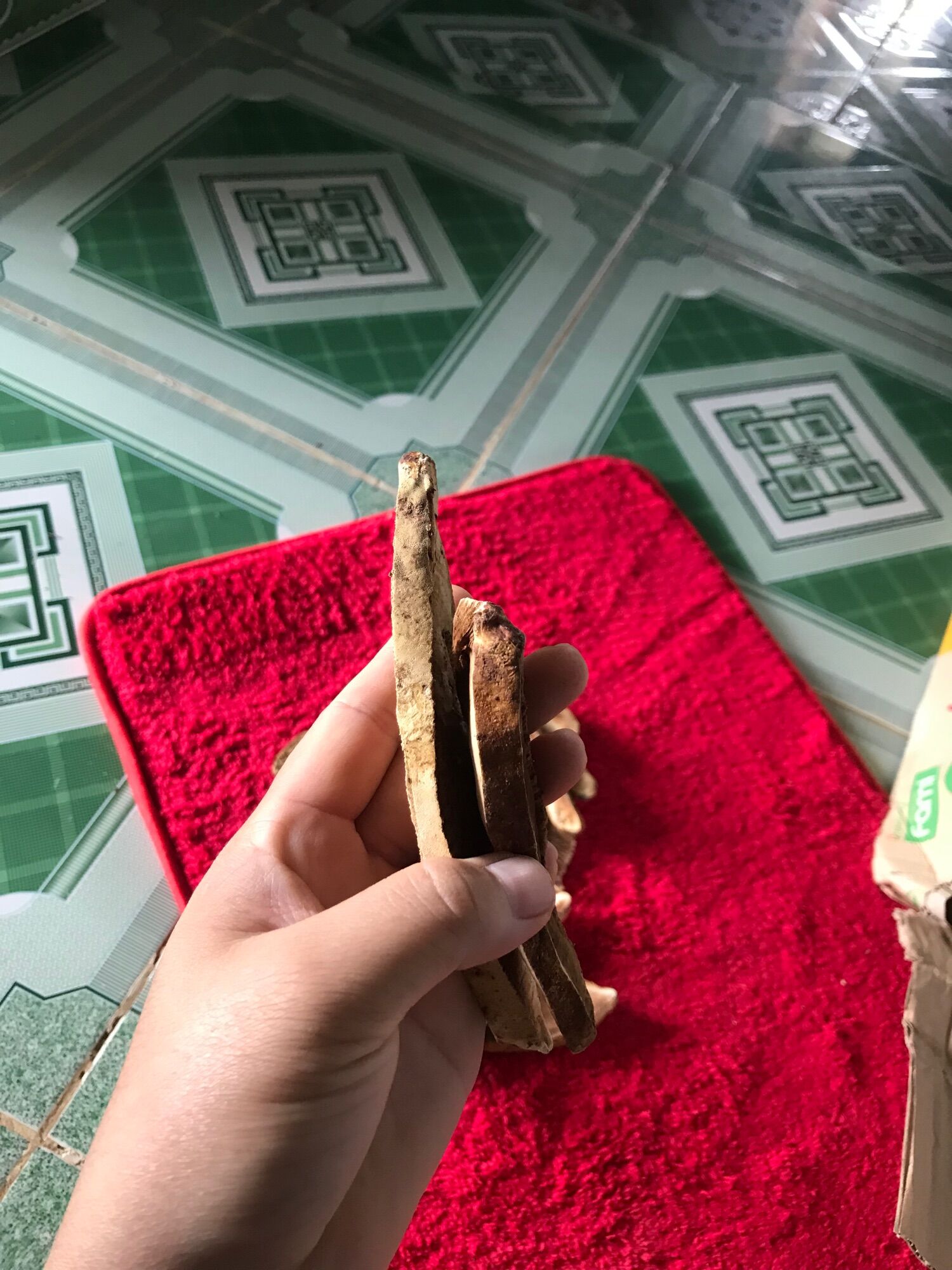 Nấm linh chi đỏ linh chi rừng