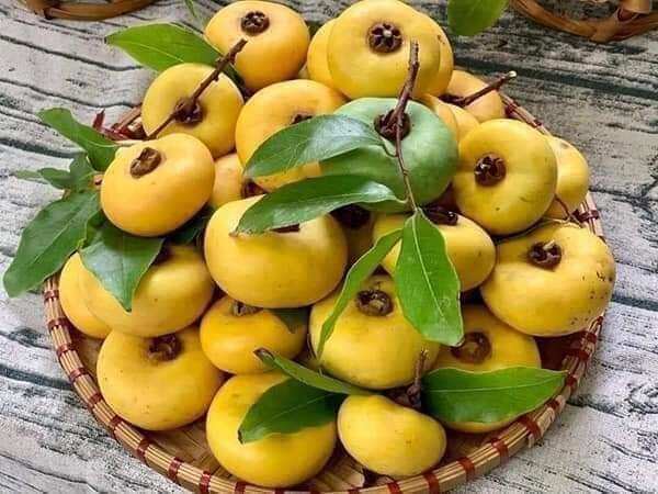 CÂY GIỐNG THỊ THƠM
