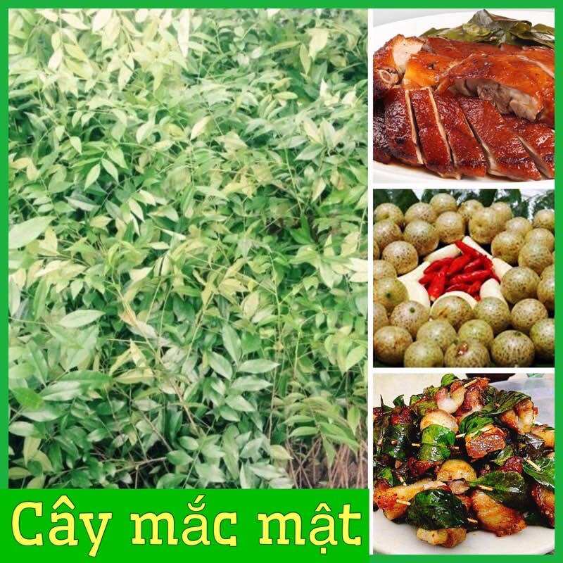 Cây giống mắc mật 1bầu cây cao 30cm