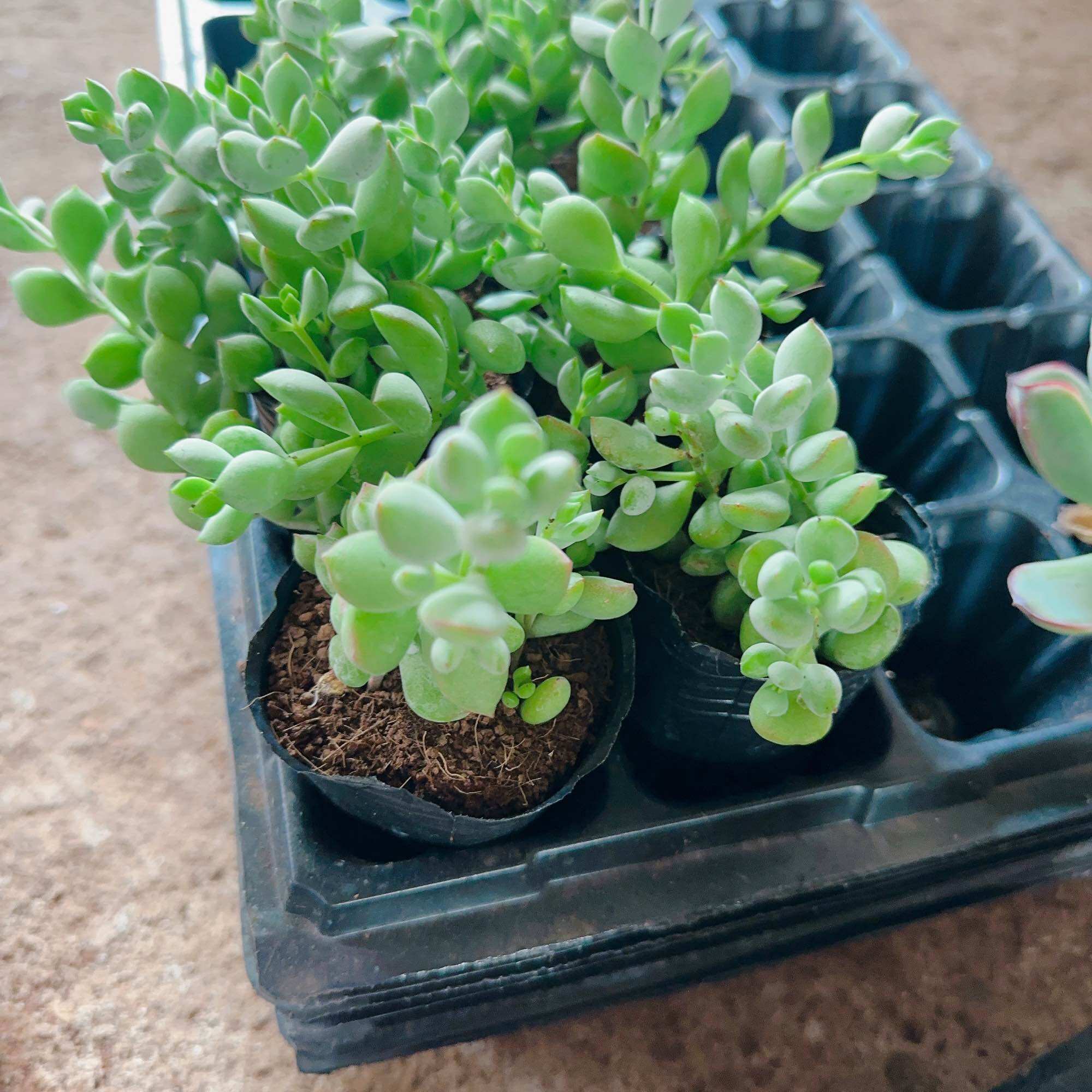 Sen đá sỏi dây size bầu 3-5cm