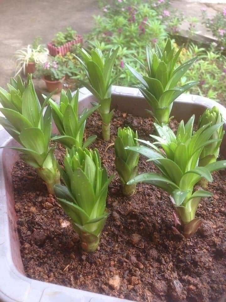 cây hoa ly cao thơm combo 5 củ lớn