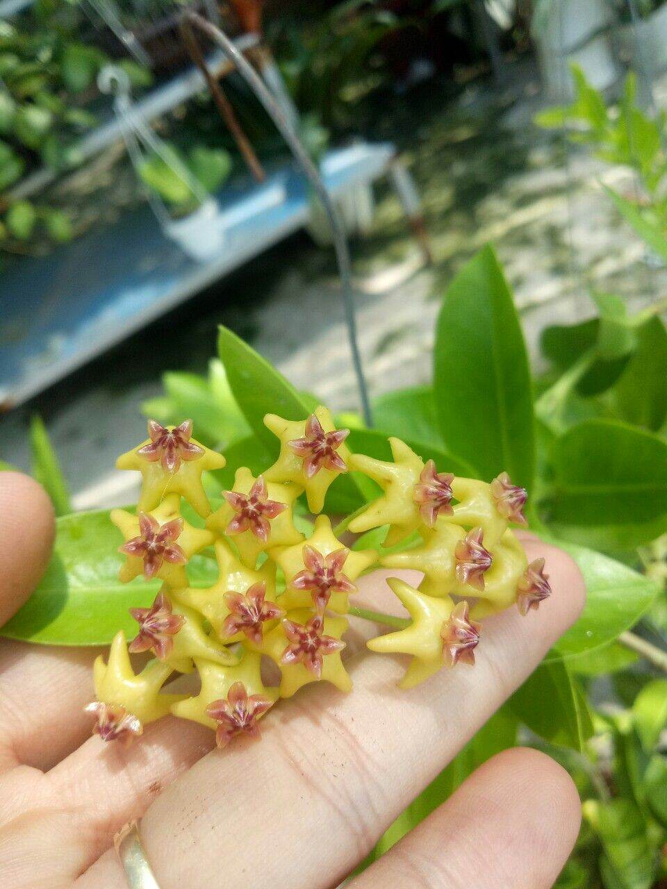 Cẩm cù vàng ổi sắp hoa