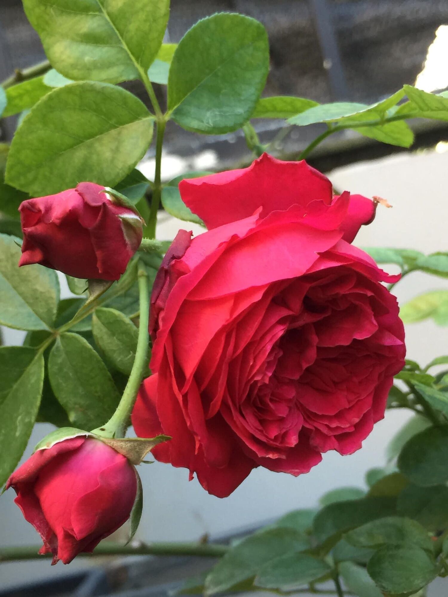 Hoa hồng Ngoại Autumn rose