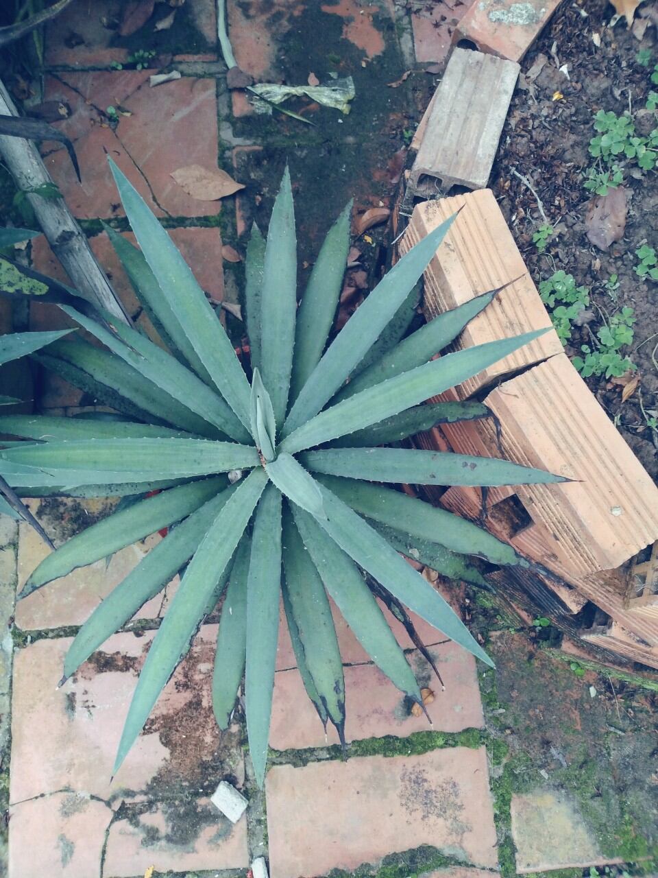 Cây Thùa lá xanh ( Dứa Agao Xanh)