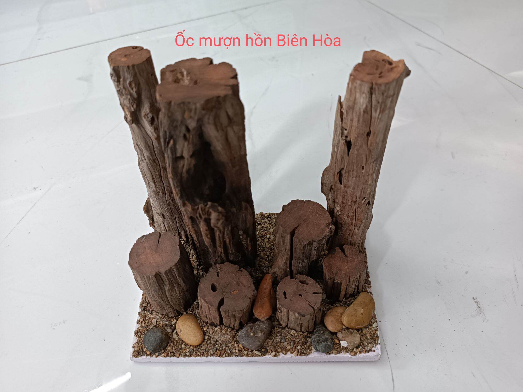 Lũa leo Ốc mượn hồn. Trang trí hồ ốc cảnh.