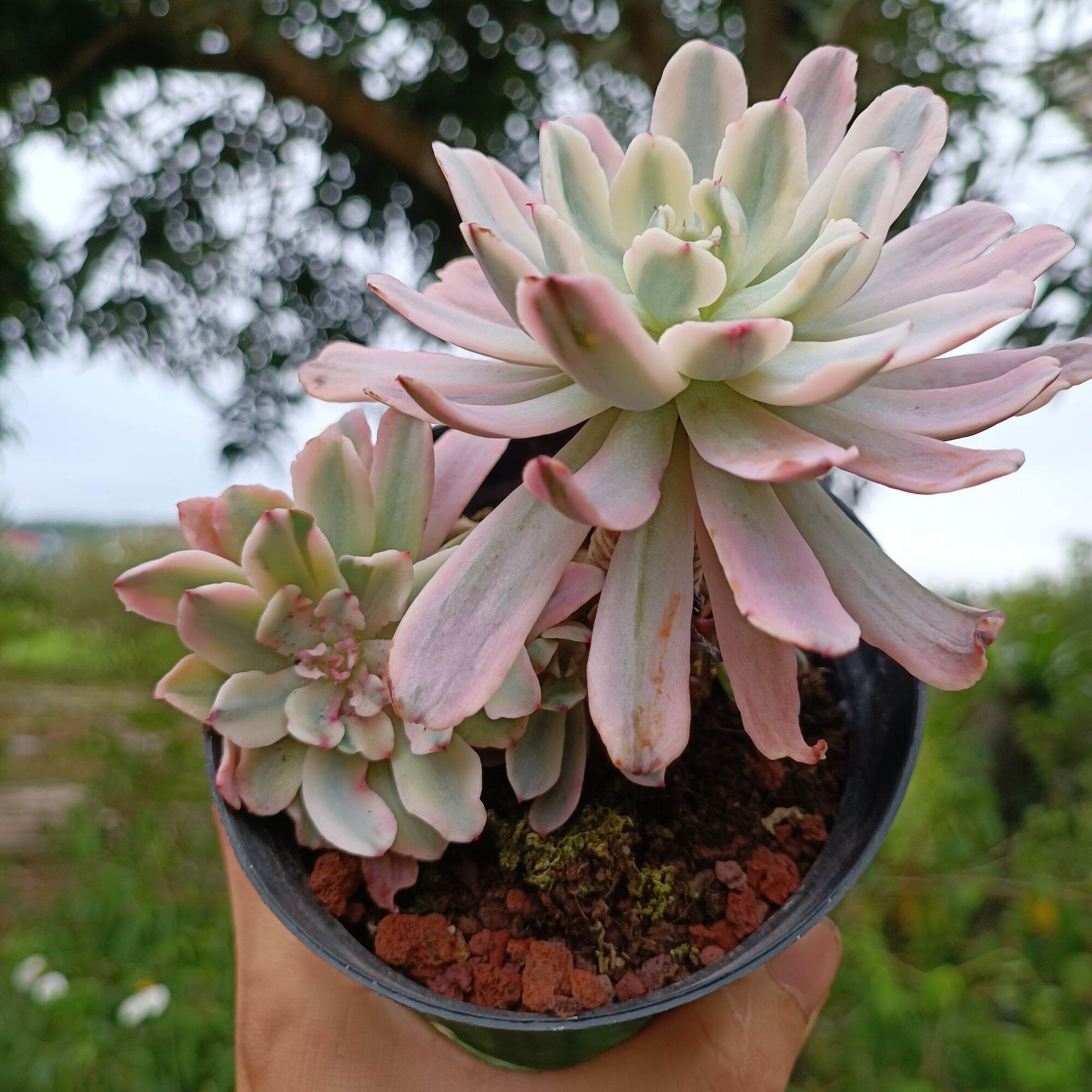 Sale 50%-Sen Đá Var  Cổ Thụ rất đẹp.