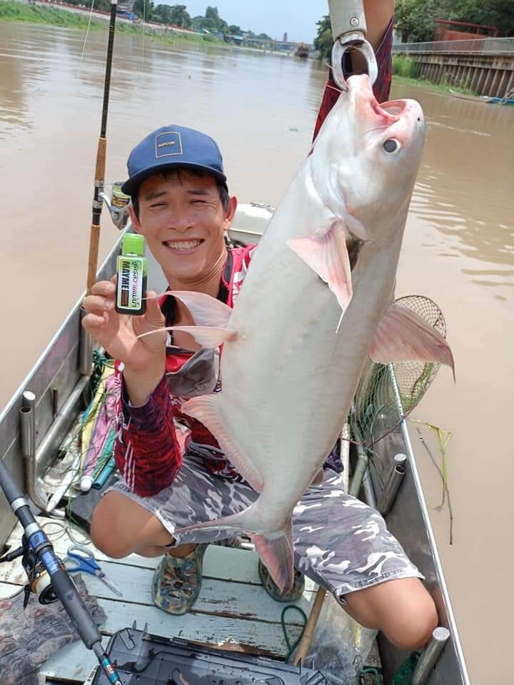 TINH MÙI CÂU CÁ TRA SÂM DỨA MAYME