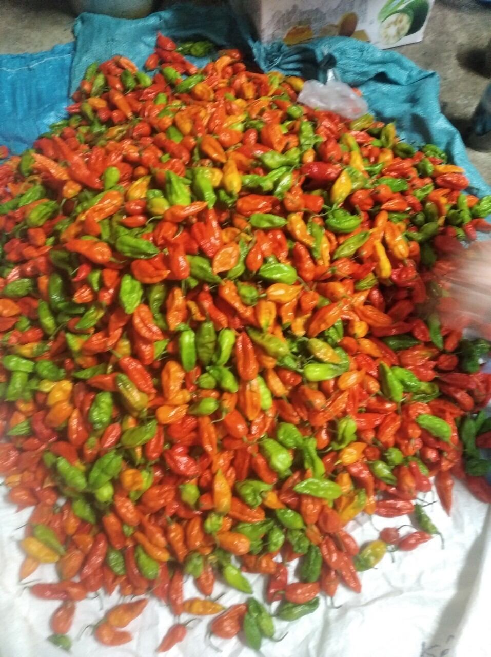 ớt trung đoàn xóc muối