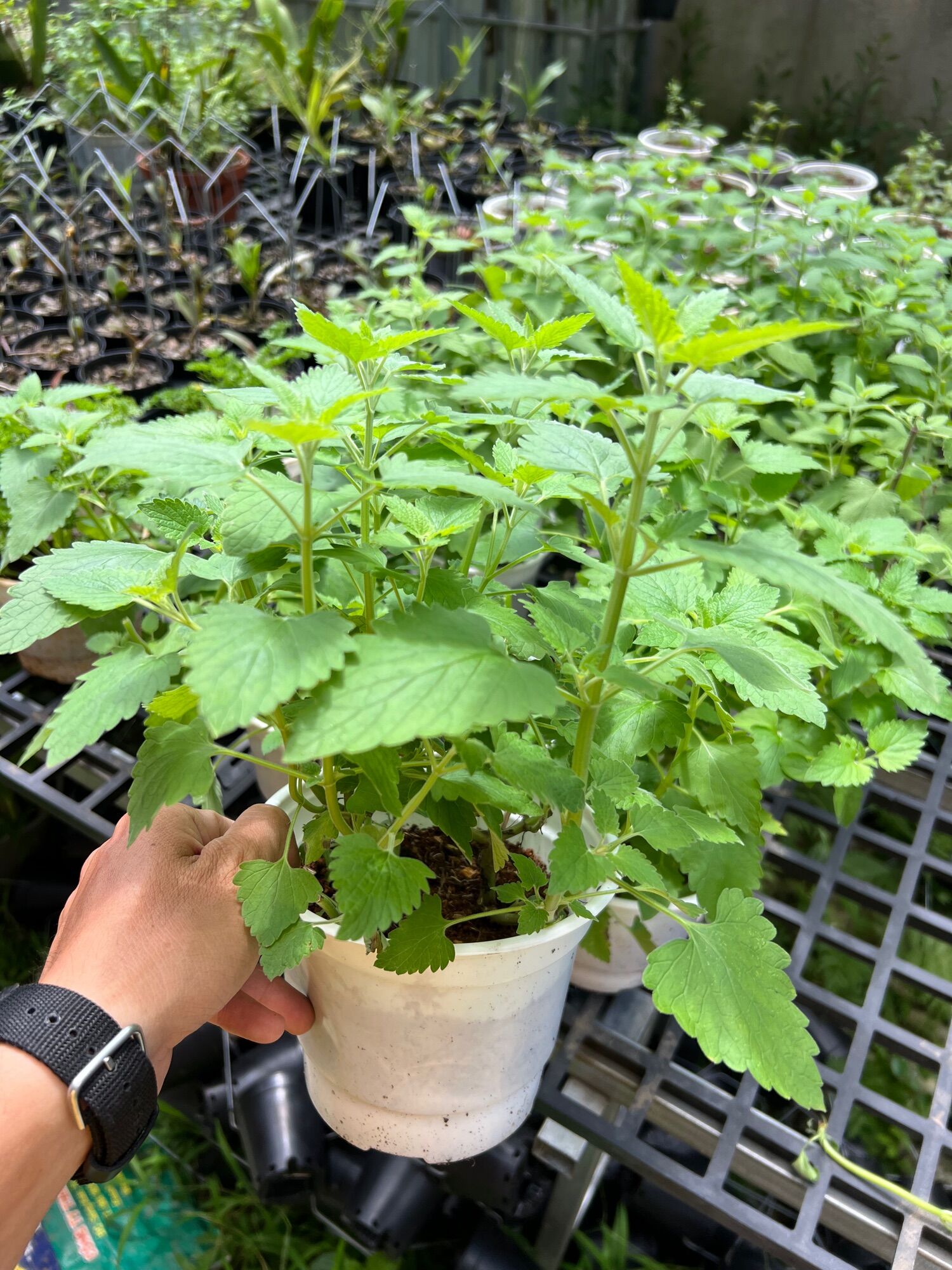 Cây bạc hà mèo/cỏ mèo - catnip/catmint