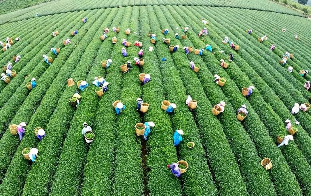 [HCM][siêu sale]Trà Sâm Dứa Hoàng Hảo 300gr
