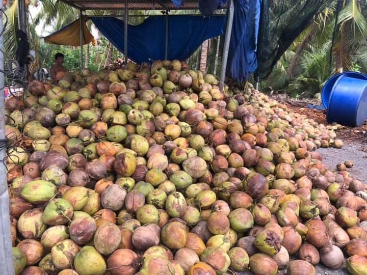 Dừa khô 1 trái dưới 1kg