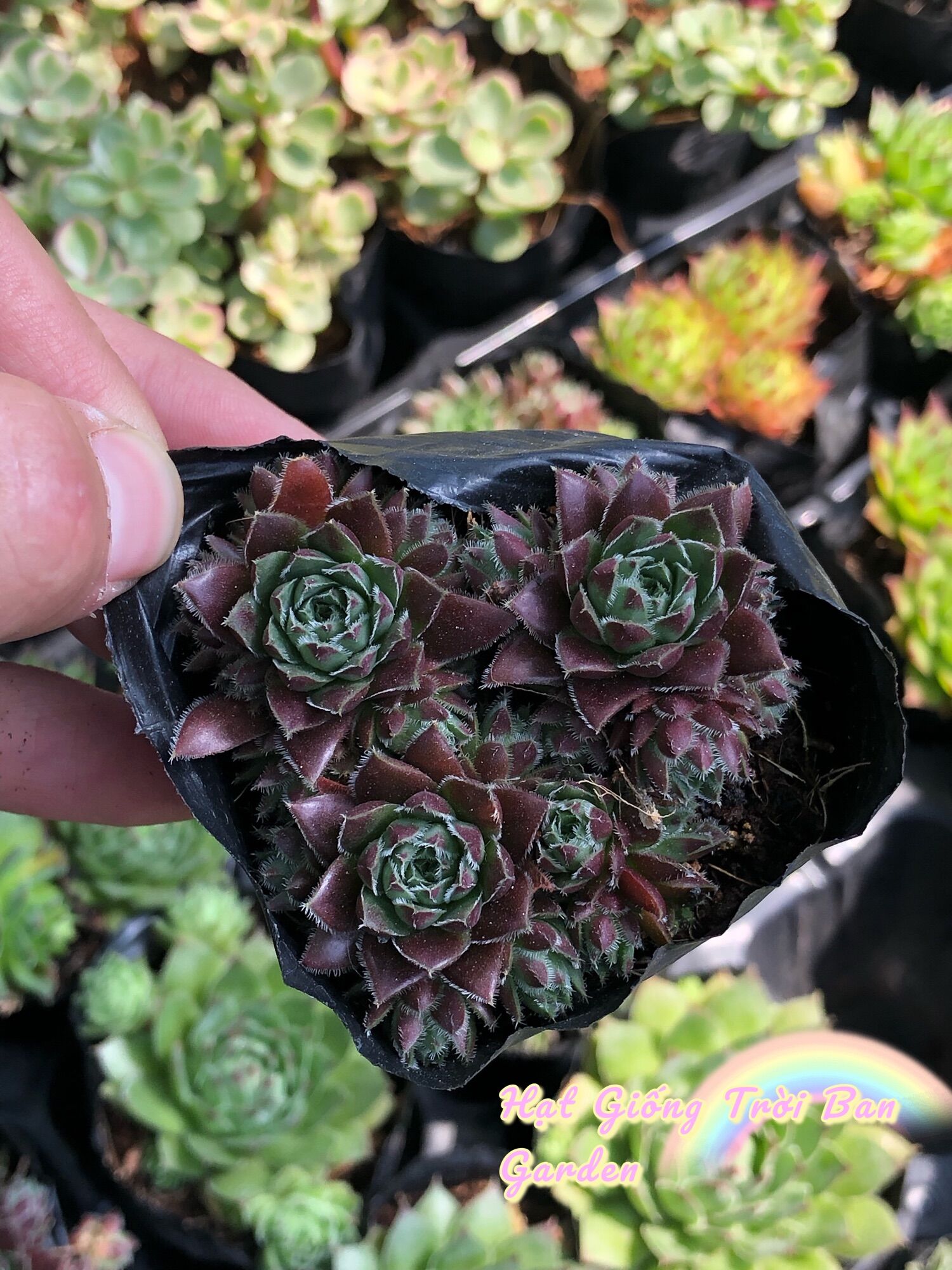 SEN ĐÁ PHẬT BÀ LỬA 🥰XUẤT VƯỜN ĐÀ LẠT 😍 ĐÃ THUẦN KHÍ HẬU 🤑 SỐ LƯỢNG CÓ HẠN 🤫