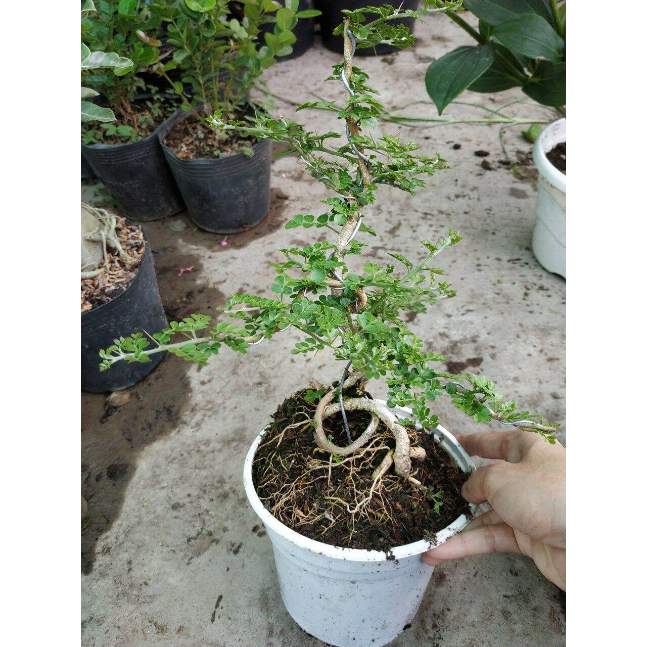 cây mai chiếu thủy