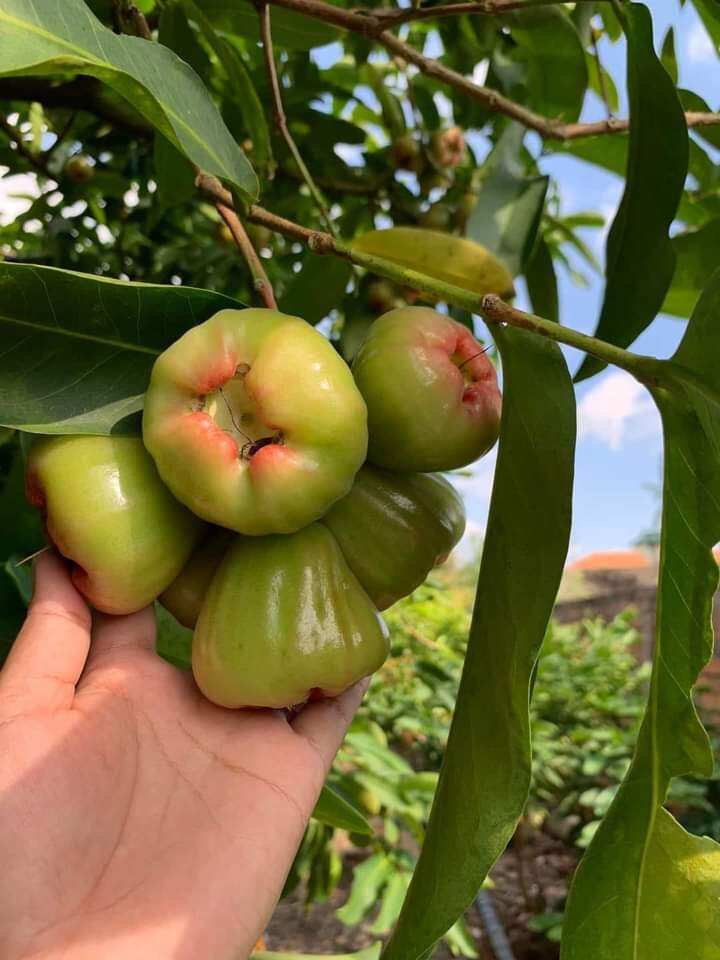 Cây giống mận xanh đường sóc trăng