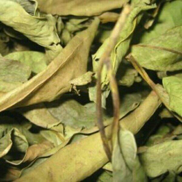 1kg lá vối khô