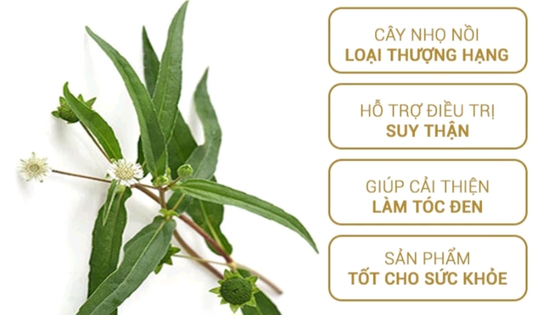 1 Kg Cây Nhọ Nồi ( Cỏ Mực ) Khô