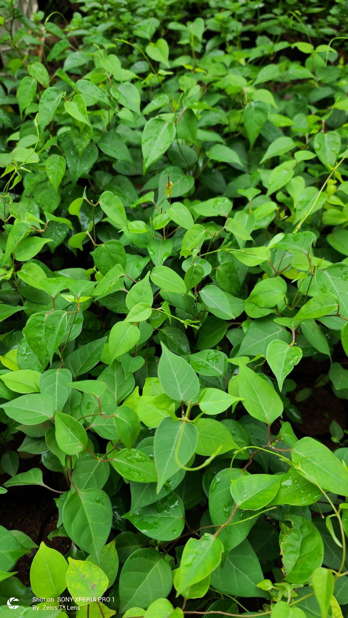 COMBO 3 Cây lá Giang giống.