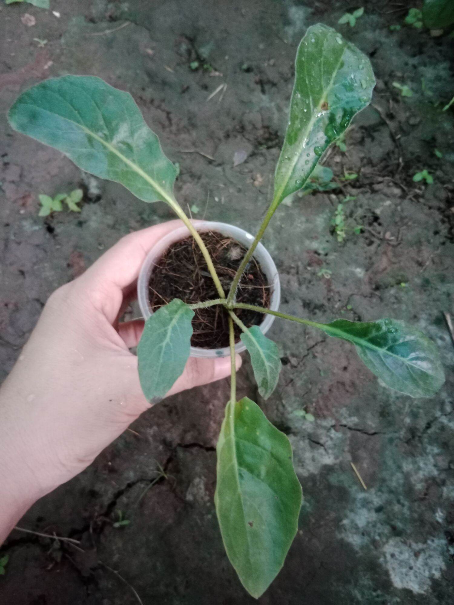 (Cây bé) CÚC ĐỒNG TIỀN SONG HỶ TÍM