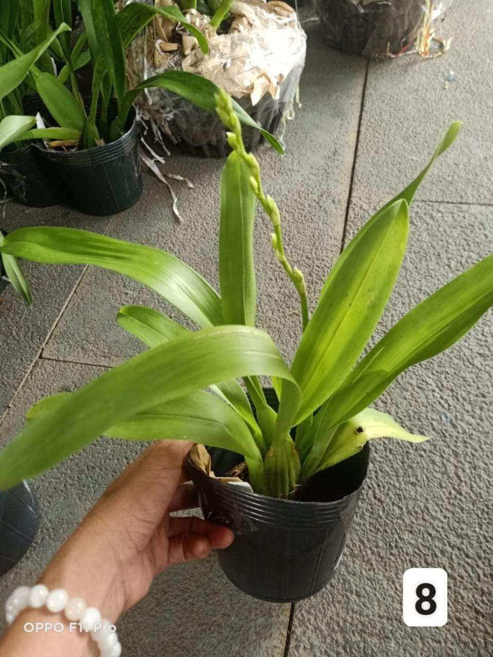 Vũ nữ năm mới cam nhú vòi hoa