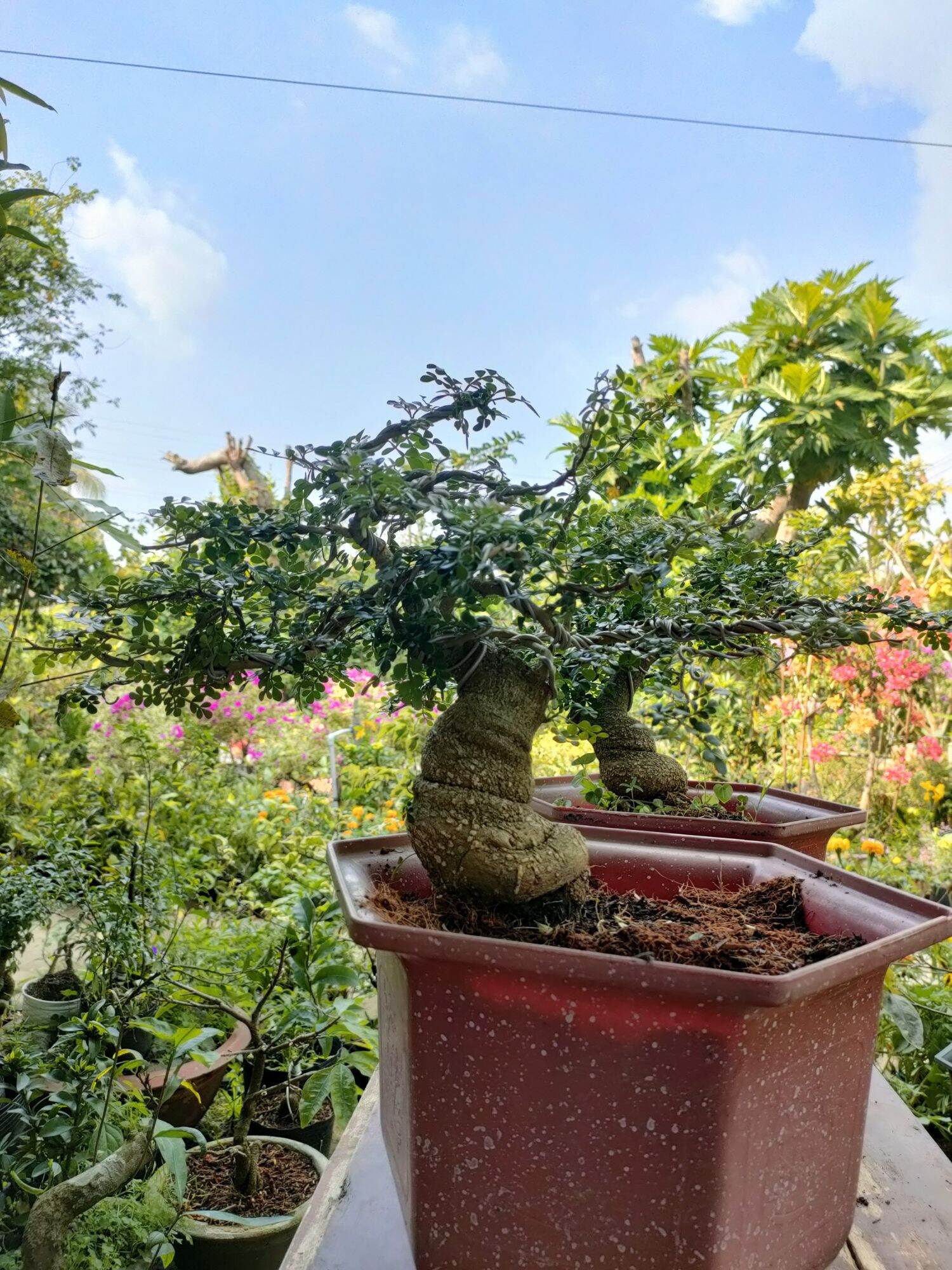 Cây cần thăng bonsai như hình