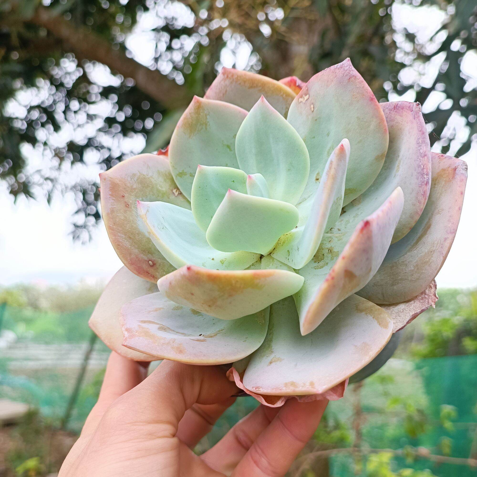 Sale khủng - Sen Đá Bèo Nhật 12_13 cm