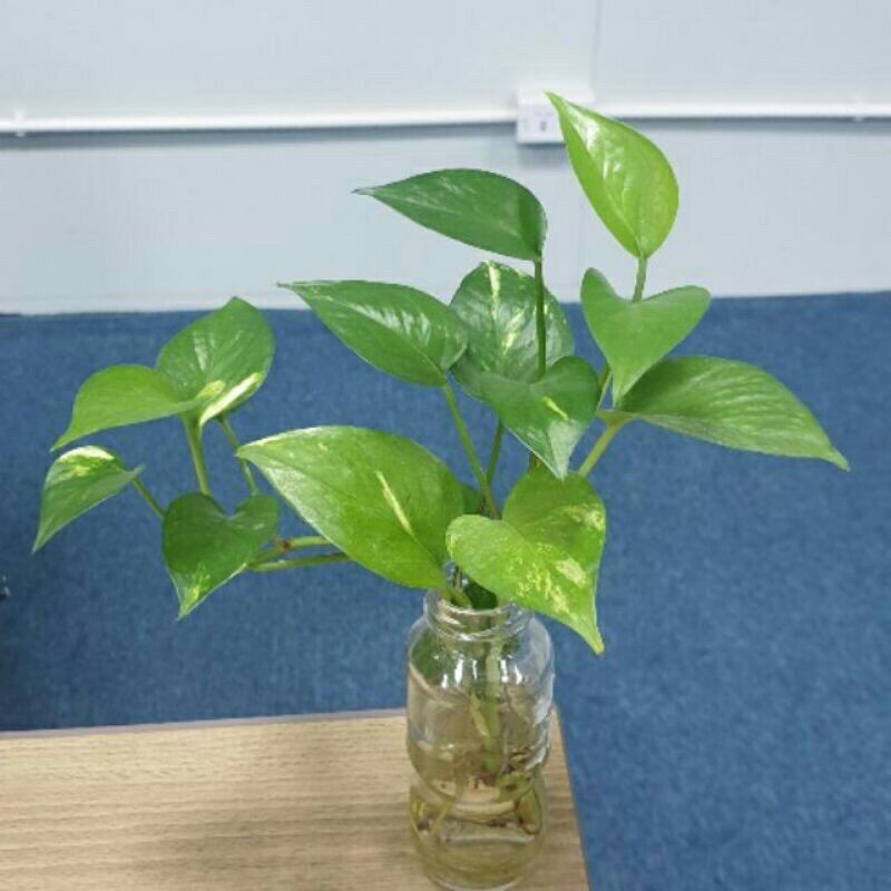 Cây trầu bà vạn niên thanh