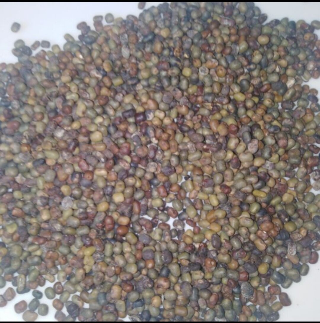 Hạt giống Bông Điên Điển