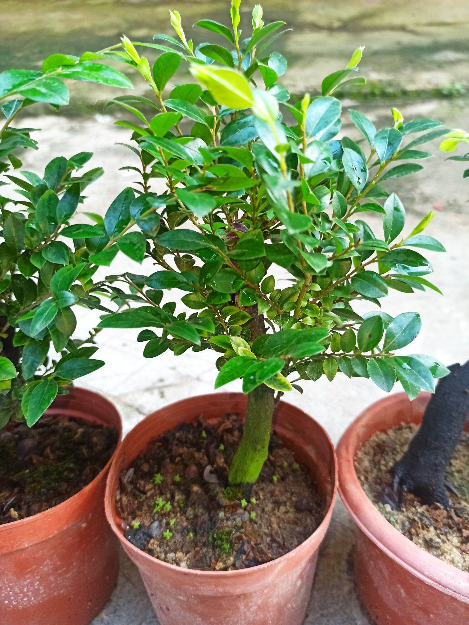 cây tùng đen Quảng Ninh