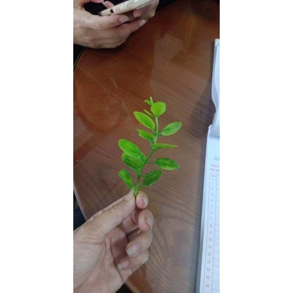 Cỏ điểm tại chuột, bịch 100g