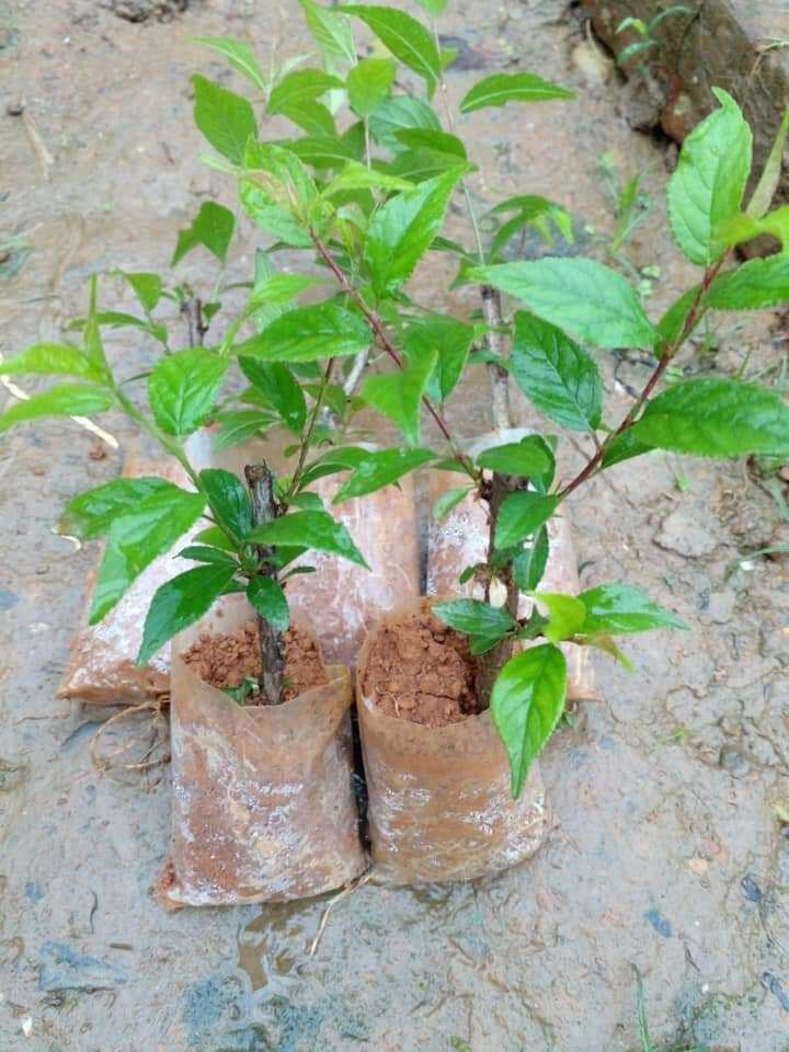 com bo 2 cây giống nhất chi mai