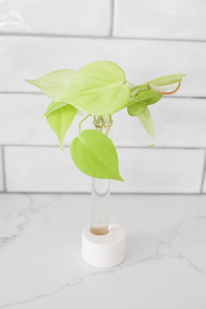 Mầm trầu bà thái vàng/ neon pothos