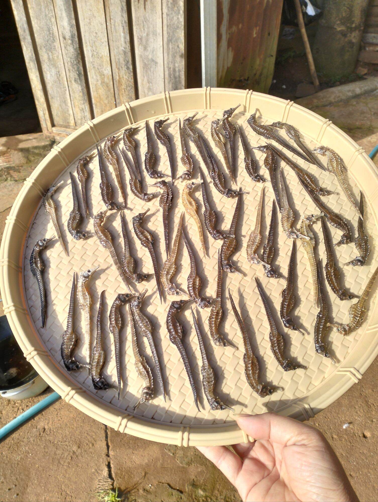10 con cá ngựa khô .8cm