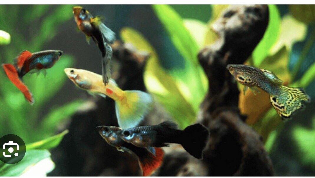 7 màu thủy sinh - guppy trang trí hồ