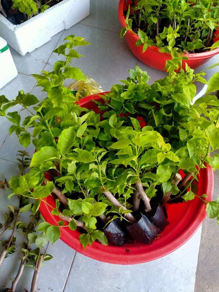 combo 5 cây giấy giống 2 màu