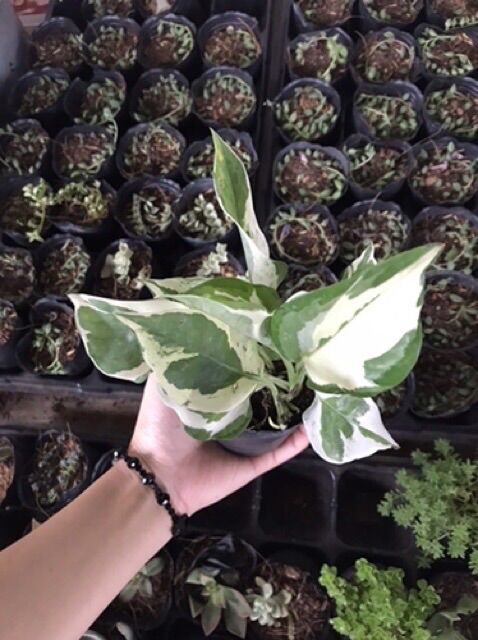 Trầu bà cẩm thạch bụi nhỏ như hình