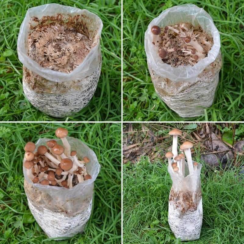 Nấm Trà Tân - Bịch 250gram