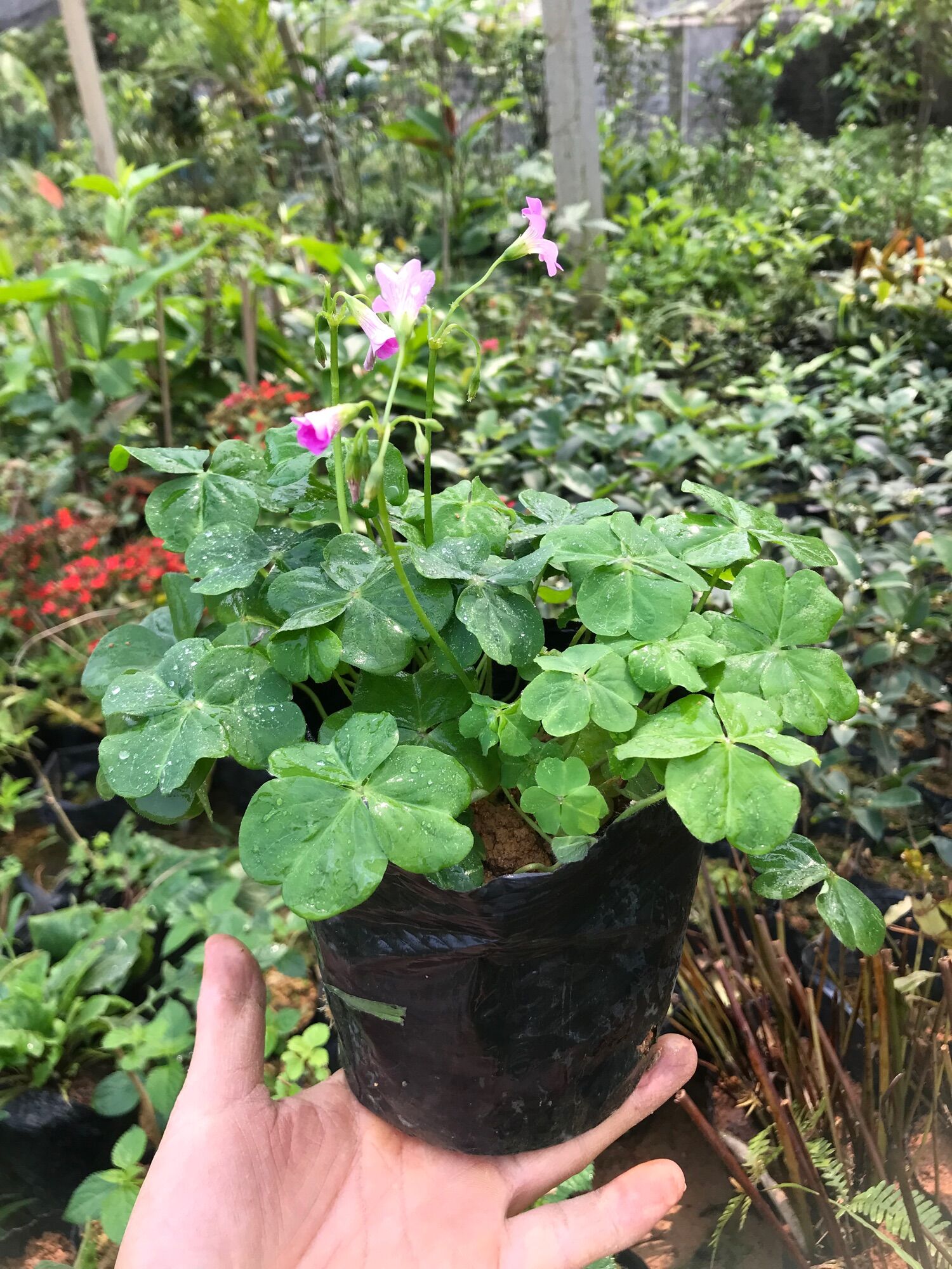 Cây cỏ 3 lá may mắn