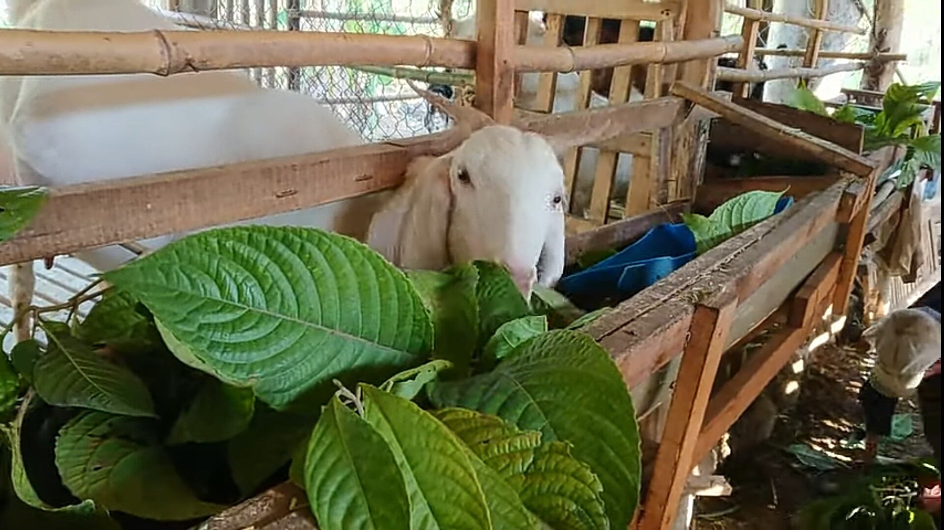 CHÈ KHỔNG LỒ HAY GỌI LÀ CHÈ ĐẠI ( đơn 30 bầu ra rễ và mầm đẹp).