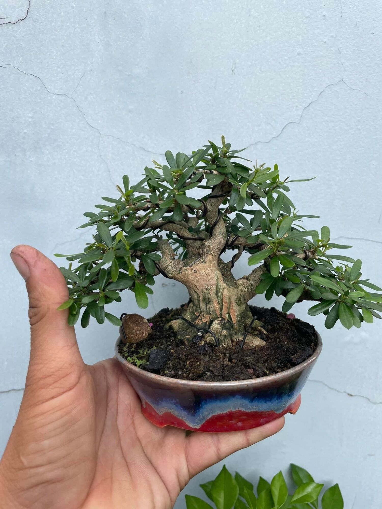 Phân hạt bàng - phân tan chậm hạt bàng