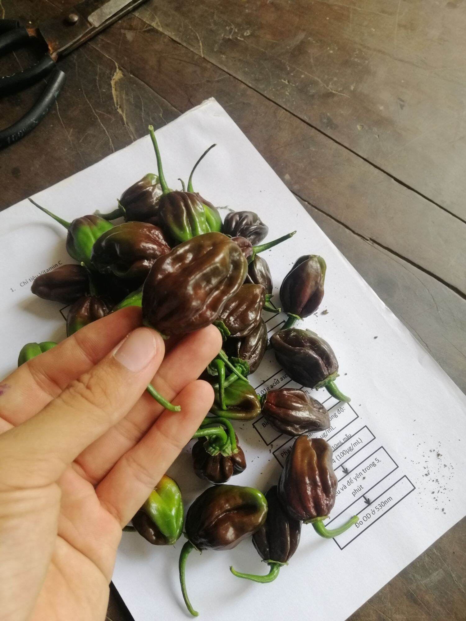 Quả ớt tươi habanero chocolate