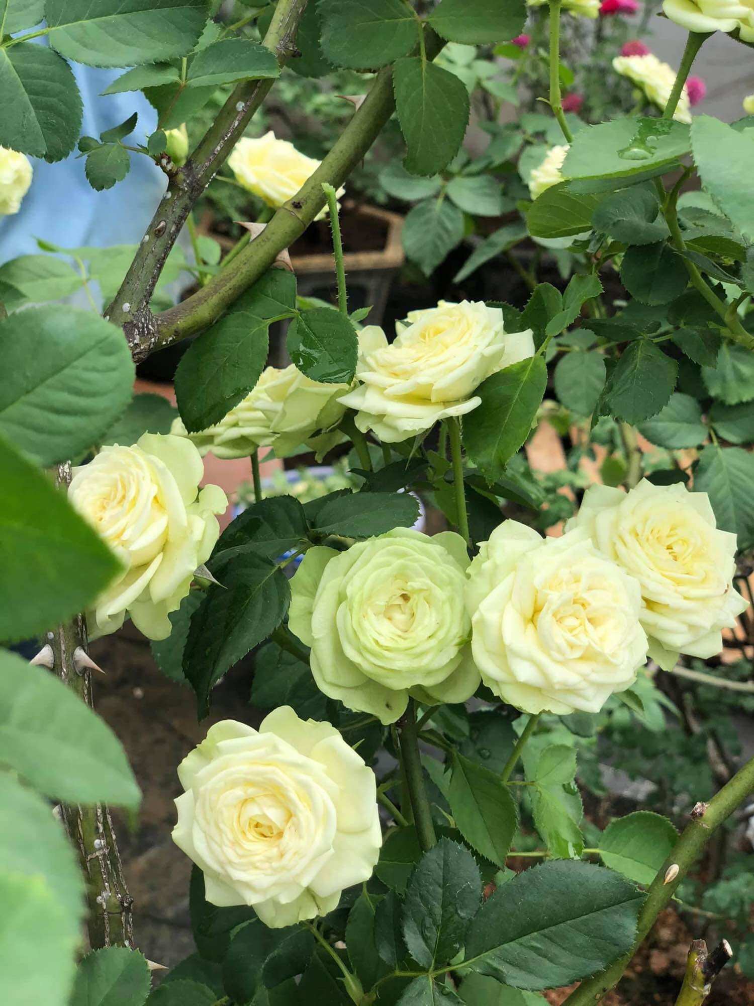 Hoa hồng nb Cearmy eden Rose size trung