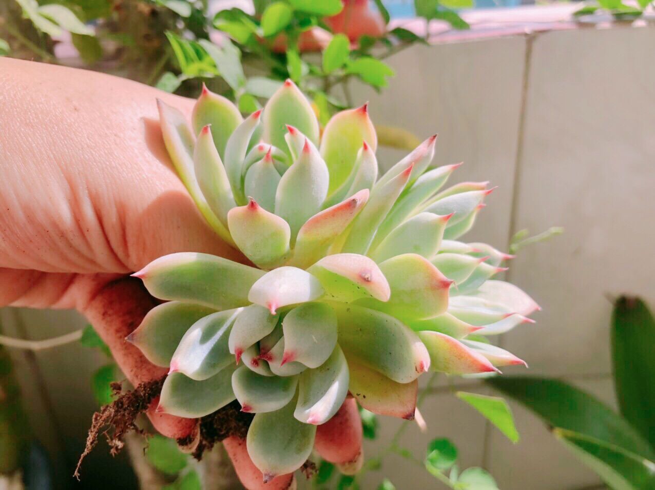 Sen đá bánh bao lửa 1đầu size vỉ