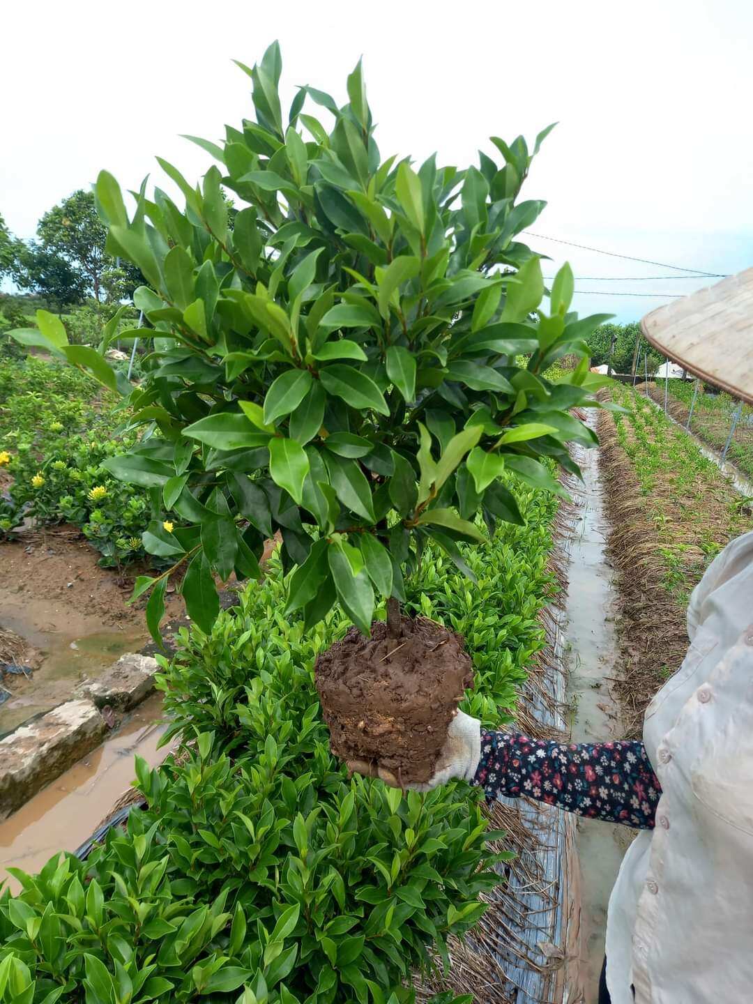 CÂY GIỐNG HOA LAN TIÊU