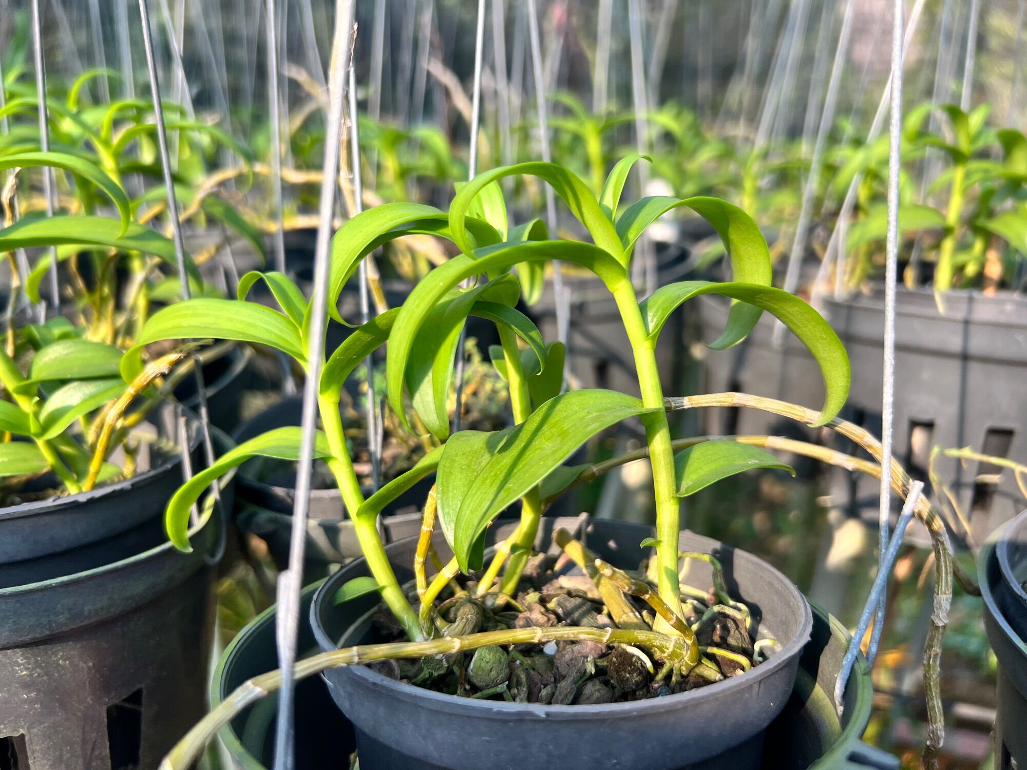 Phi Điệp kie con các màu