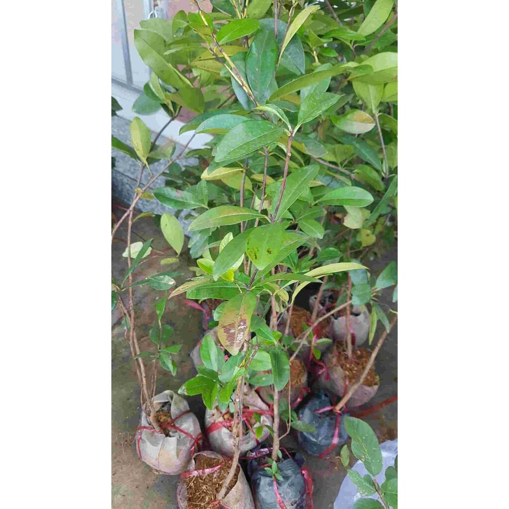 Cây Cherry nhiệt đới (Cherry chịu nhiệt brazil) giống sx tại