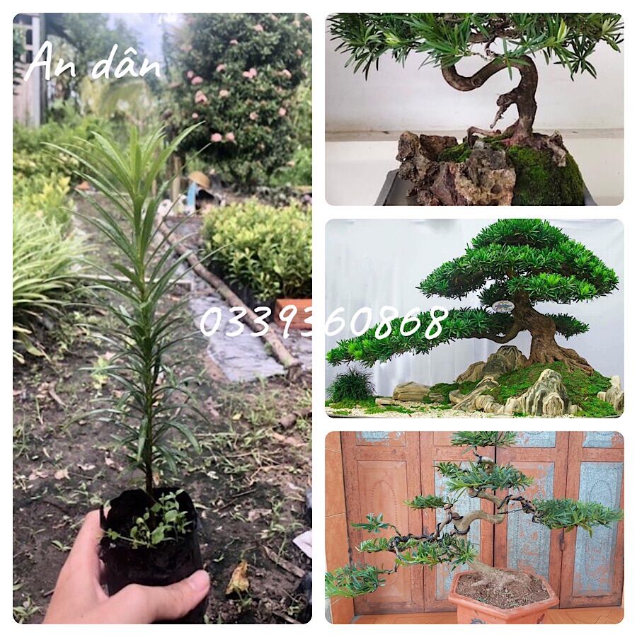 Combo 10 cây tùng la hán , boiboi.organic, cây trong bầu đất, rễ mạnh, tùng bonsai, tùng la hán, cây giống tùng la hán