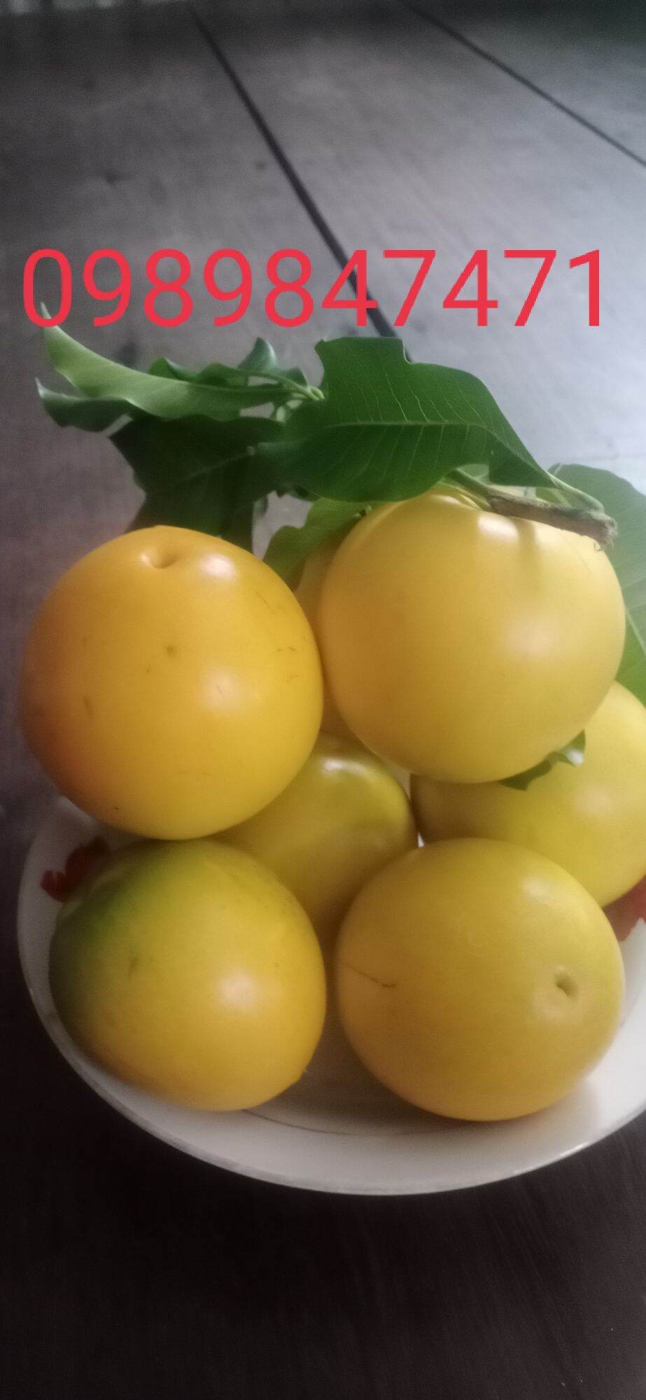 Cây vú sữa hoàng kim