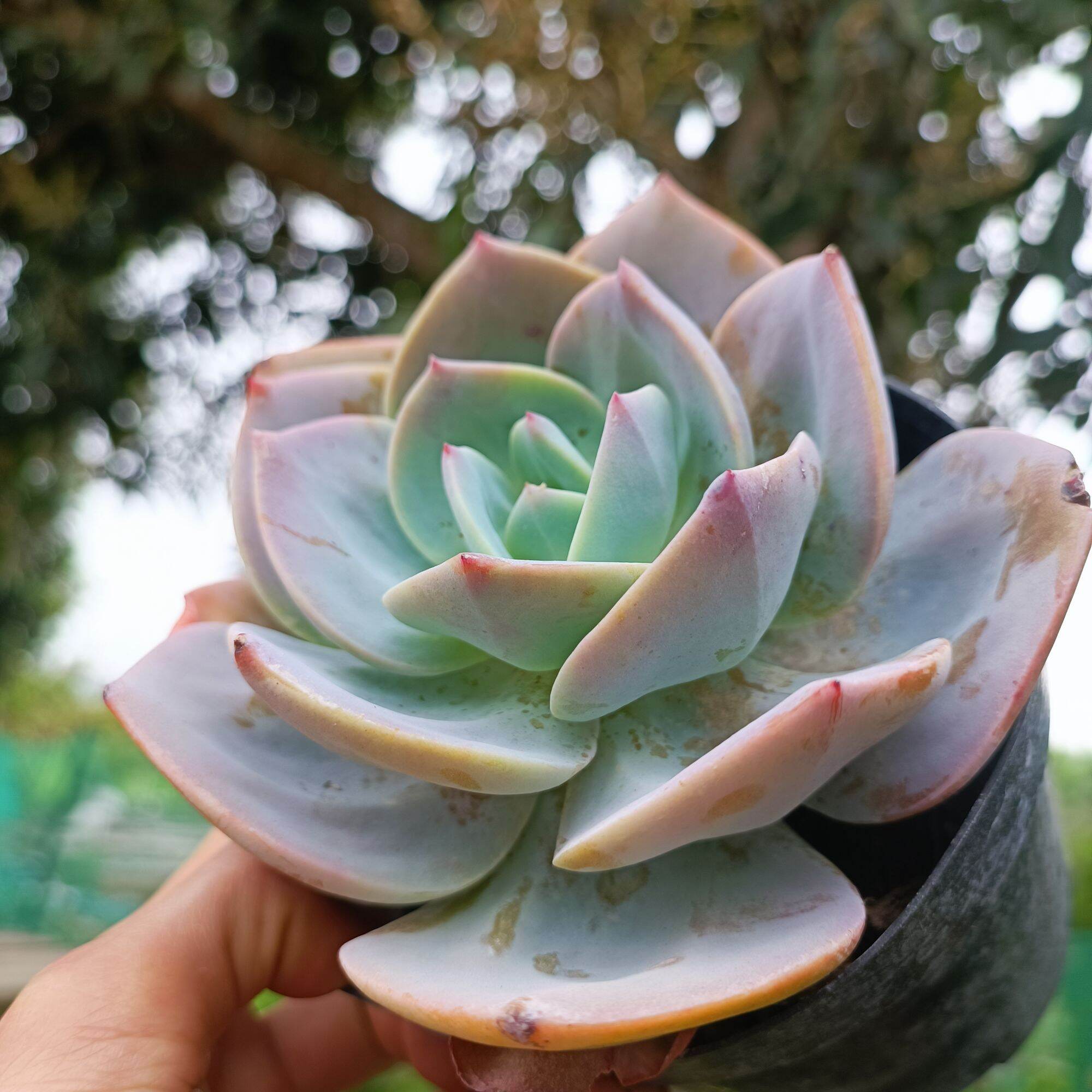 Sale khủng - Sen Đá Bèo Nhật 12_13 cm