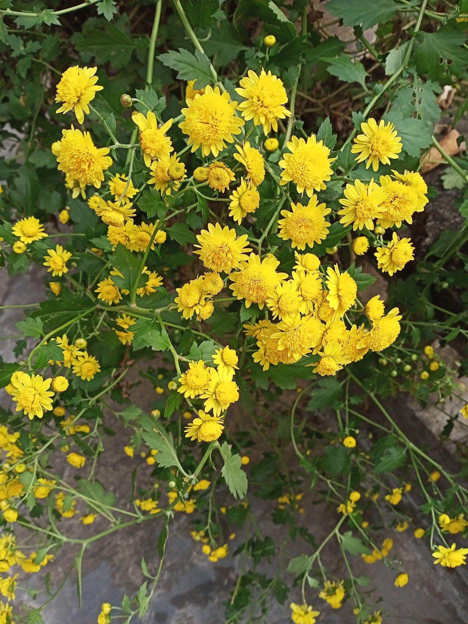Cúc chi rủ