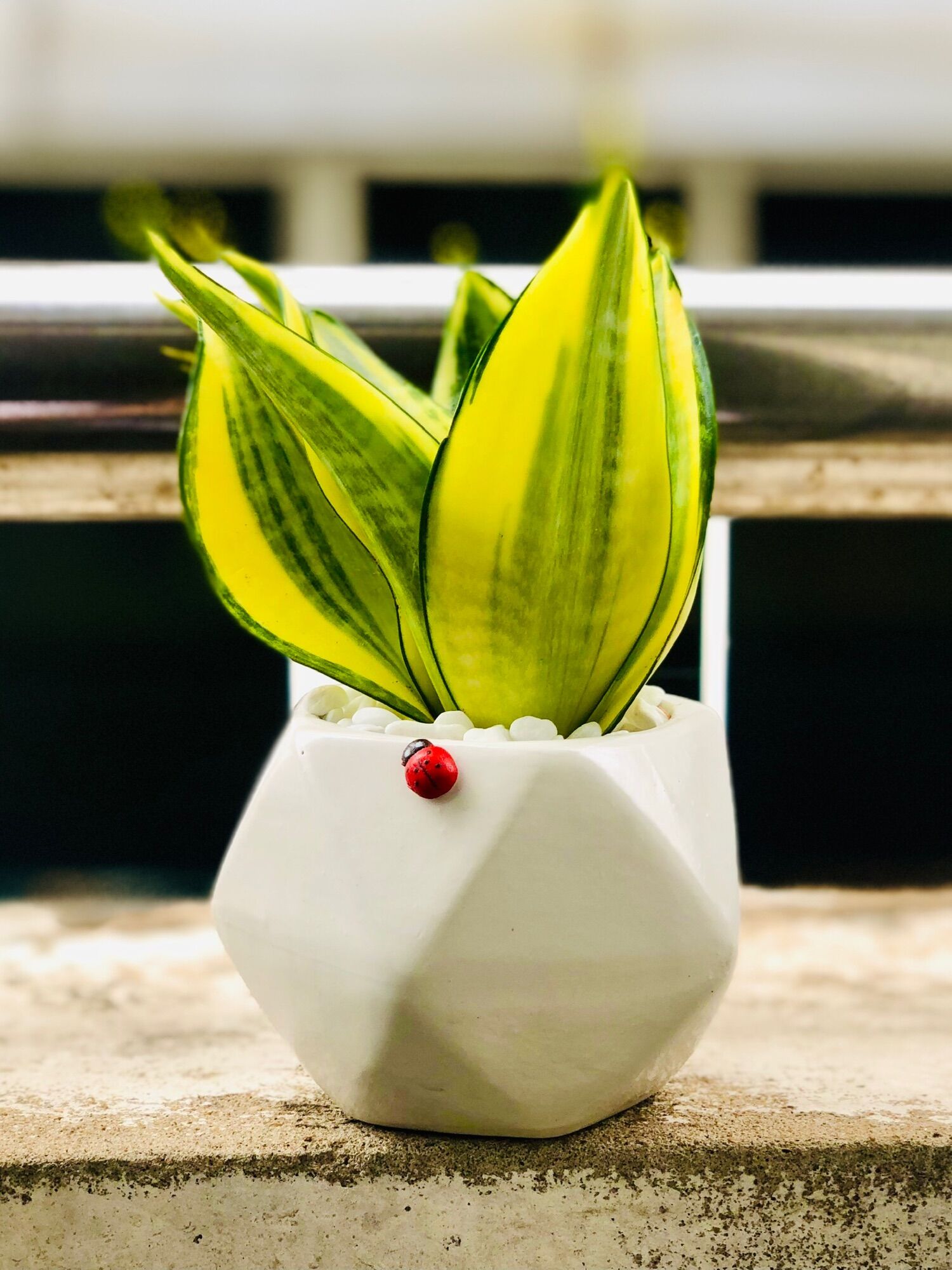 Chậu lưỡi hổ thái, bao gồm chậu